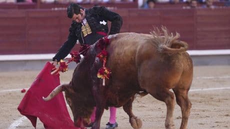 Morante de la Puebla y Frenoso, de Victoriano del Río, siguen acaparando premios de San Isidro: ahora suman Telemadrid