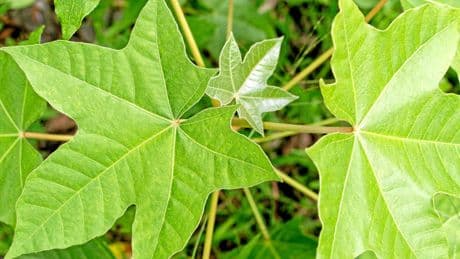 Pourquoi certaines plantes ont-elles différentes formes de feuilles ?