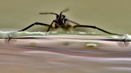 Así es el Rhagobot, el microrobot similar al zapatero que se mueve como un insecto real
