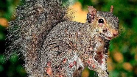 'Zombie squirrels' with horrific flesh sores invading gardens