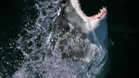 ‘Jaws’ at 50: Scientists Are Still Studying the Mysteries of Sharks