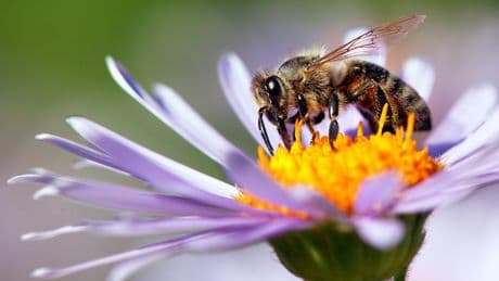 Scientists invent ‘superfood’ they hope will save honeybees and boost global food security