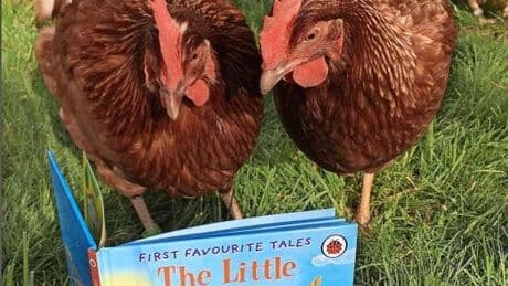 Scots urged to take home chickens for pets to save thousands from slaughter