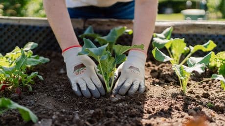Torffreie Blumenerde im Test: Diese Sorten überzeugen auf ganzer Linie