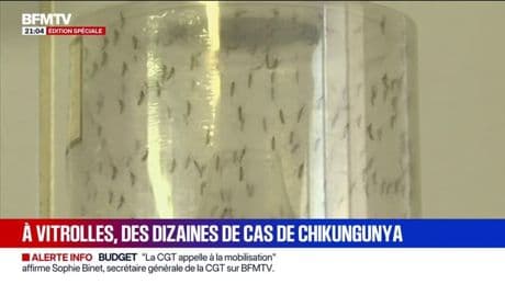 154 cas de chikungunya en France métropolitaine