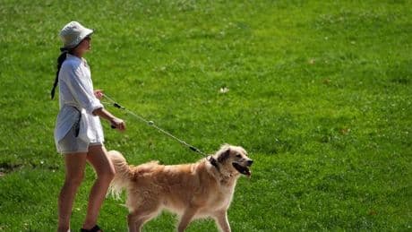 Urgent warning issued as dogs and foxes die after eating 'poison' in Devon park