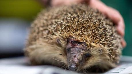 Tierleid für gepflegten Rasen: Igel-Tod durch Mähroboter – vor allem nachts droht Gefahr