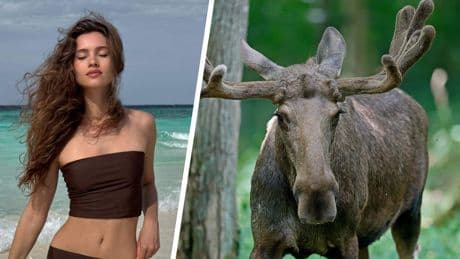 Miss Universe model overleden na aanrijding eland