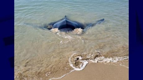 Une raie secourue après s'être échouée sur une plage des Saintes-Maries-de-la-Mer