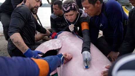 Endangered pink river dolphins face a rising mercury threat in the Amazon