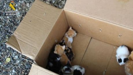 Investigan el abandono de nueve crías de gato en una caja en Renedo