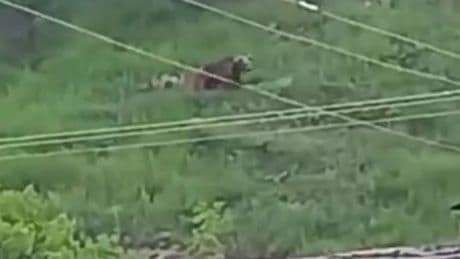 Gündüz vakti şehrin merkezine inen ayı, paniğe yol açtı