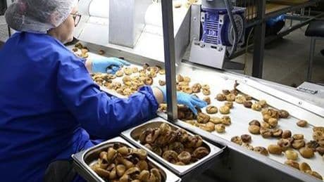 Güneydoğu'nun kuru meyve ihracatı yüzde 15,6 arttı