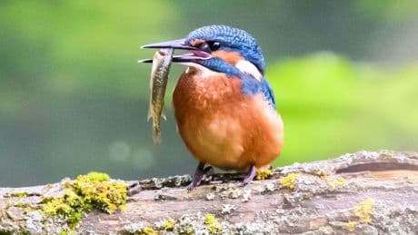 Natur: Bestand der Eisvögel in Hessen erholt sich leicht