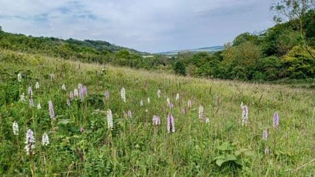 Natural England boss reveals concern over budget for nature restoration