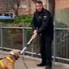 Strict new rules for dog owners in London: Council brings in ban after spate of attacks