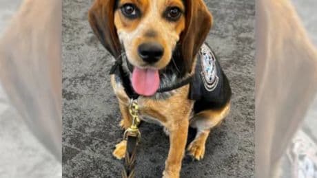Freddie the K9 beagle returns to work after being kicked by passenger at airport