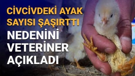 Çankırı'daki görüntü şaşırtmıştı: 4 ayaklı civciv nasıl olur? Sebebini veteriner açıkladı