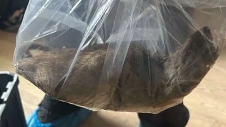 Enormous 22-inch RAT as big as a dog found in UK home amid giant rodent warning