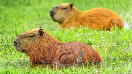 Le capybara, cet étonnant rongeur devenu coqueluche des réseaux sociaux