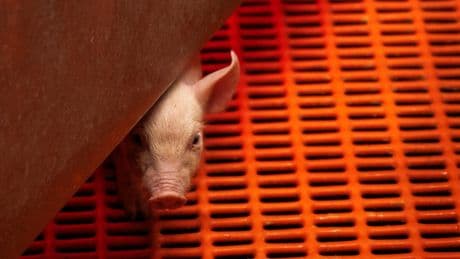 Scientists perform world’s first pig-to-human lung transplant