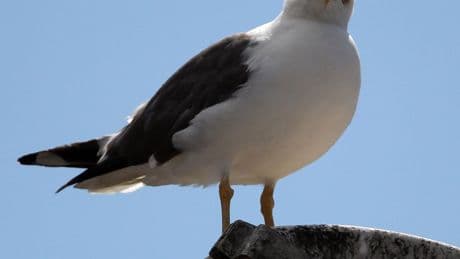 Dive-bombing seagulls behind Royal Mail delays, postal workers say