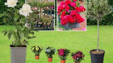 Cheapest plants to buy now to get your garden ready for summer including Ikea, Lidl and The Range