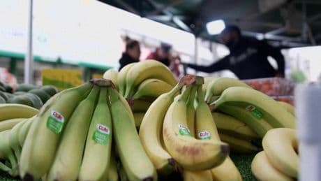 Adiós a los plátanos marrones: científicos desarrollan una banana que no se oscurece
