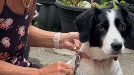 Dog left unable to eat after being poisoned by polluted river - 'I thought I'd lose her'