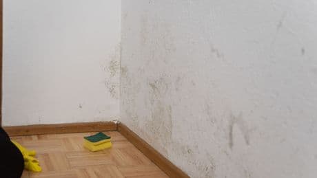 Schimmel und Versicherung: Häufige Missverständnisse aufgeklärt