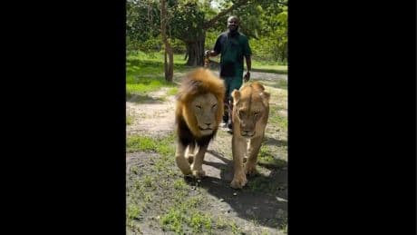 Tierischer Aufreger - Ex-Profi mit provokantem Löwen-Video