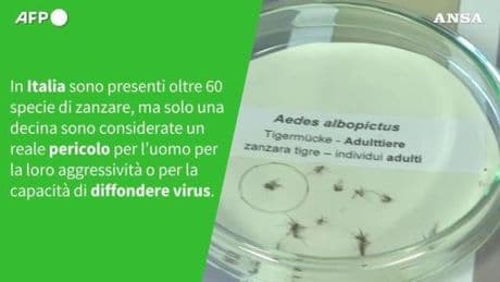 Le zanzare in Italia sono davvero pericolose? La videoscheda