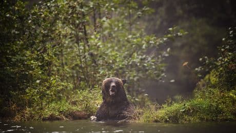 Man recovering from injuries after ‘defensive’ grizzly bear attack in B.C.
