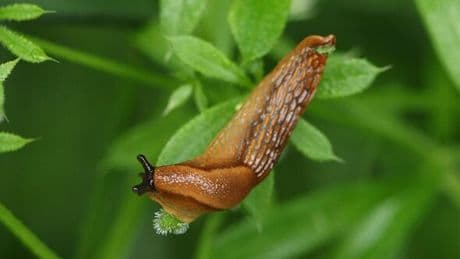 How to control slugs in your garden without using toxic pellets