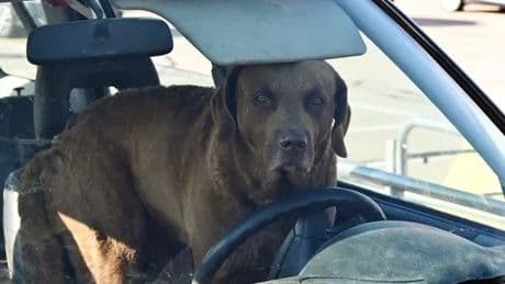 Major hot car warning issued as dog dies trapped in traffic during heatwave