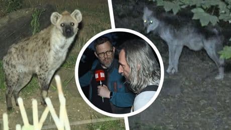 Nachtwächter im Zoo Gelsenkirchen - Allein mit Wölfen und Hyänen