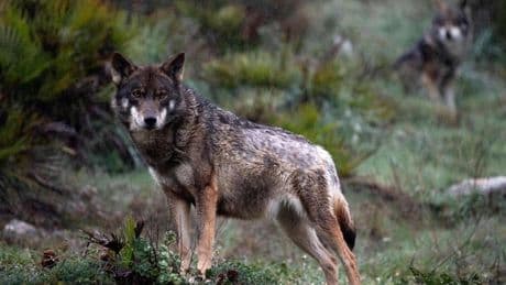 «En Euskadi es complicado convivir con el lobo», dice el Gobierno vasco