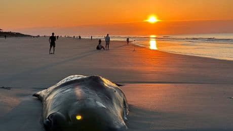 Beached whale is euthanized on South Carolina resort island