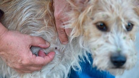 Is this tick season going to be America’s worst yet? Here’s what to know