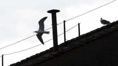 Sul comignolo della Cappella Sistina torna il "gabbiano del Conclave" a guardia del comignolo