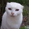 Don't forget the sun cream... for your CAT: Vet urges pet owners to take care of their felines as temperatures rise