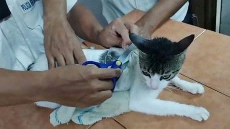 Katze als Drogenkurier eingespannt: Wärter in Costa Rica stellen 230 Gramm Marihuana sicher