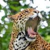 Jaguar eindigt op barbecue in Argentinië, daders moeten de cel in