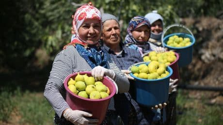 AB tescilli Aydın incirinde hasat, bunaltıcı sıcağın altında başladı