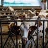 Foyers infectés, éleveurs inquiets, bovins euthanasiés... Ce que l'on sait de l'épizootie de dermatose nodulaire contagieuse en Savoie et en Haute-Savoie