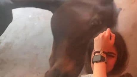 Los gestos de cariño de un caballo para consolar a una joven que llora
