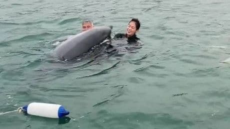 Incredible moment dolphin joins family and asks for cuddles in unforgettable swim