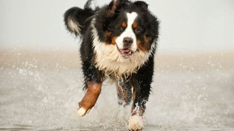 Vierbeiner biss Herrchen Daumenkuppe ab - Polizist erschießt Hund von Urlaubern auf Sylt