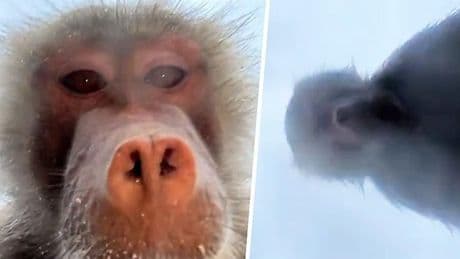 Hilarisch: bavianen filmen zichzelf met gevallen telefoon