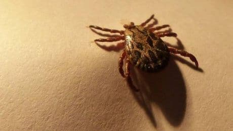Punture di zecche, come tenerle alla larga e cosa fare in caso di morso